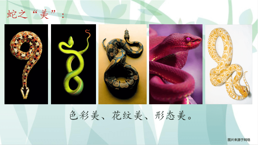 第 6 课  可爱的玩具蛇（课件）-2021-2022学年美术二年级上册 岭南版（15张）