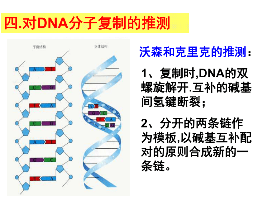 高中生物人教版必修二课件-3.3 DNA分子的复制 （共16张PPT）
