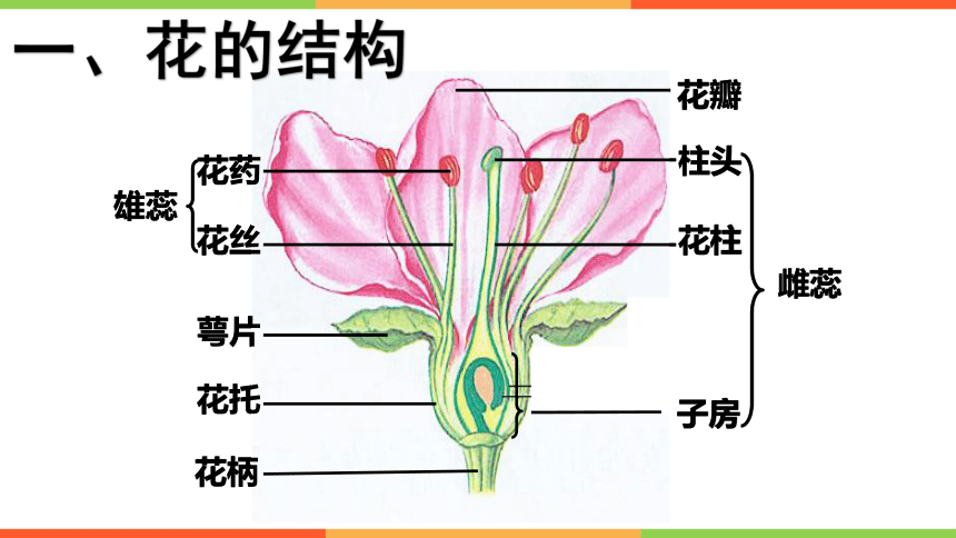 生物圈中的绿色植物 第二章 被子植物的一生 第三节 开花和结果全屏