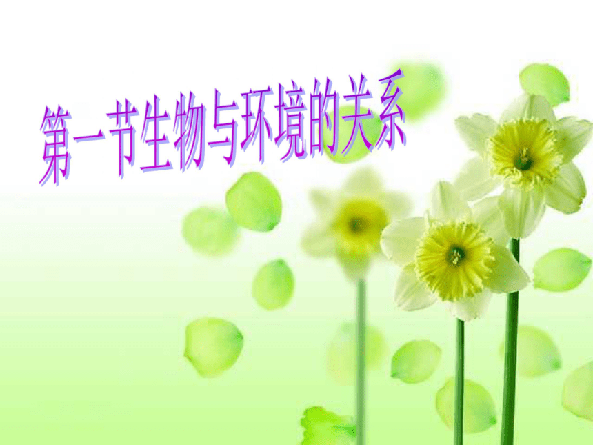 第2章第一节生物与环境的关系 课件（37张PPT）