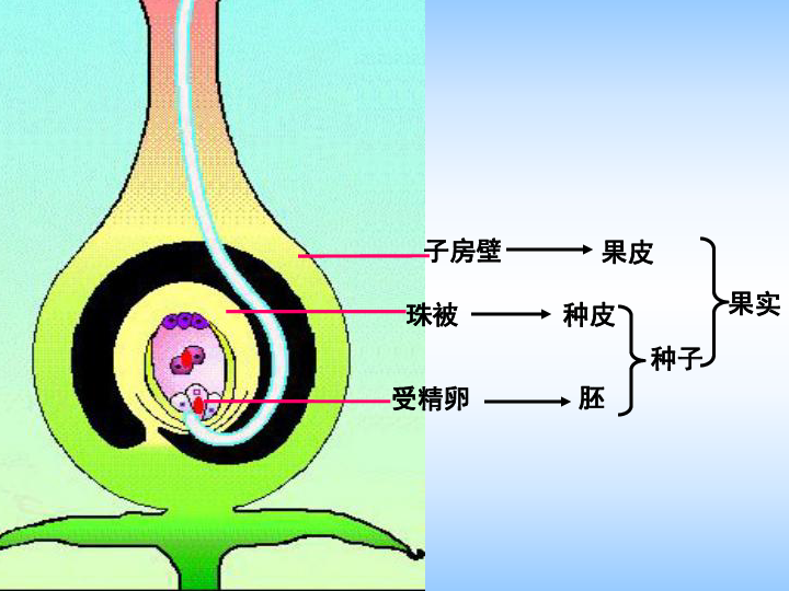 果實和種子的形成