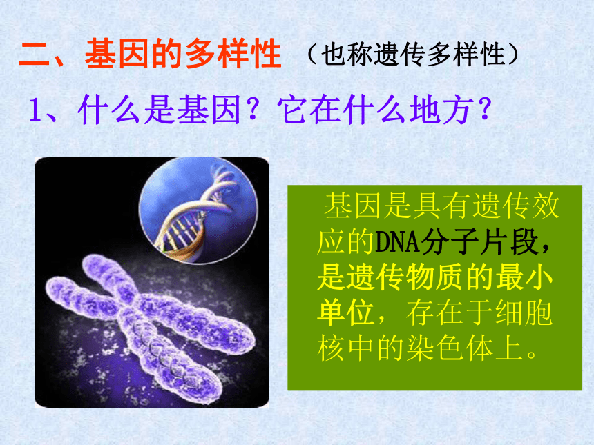 认识生物的多样性 32张PPT