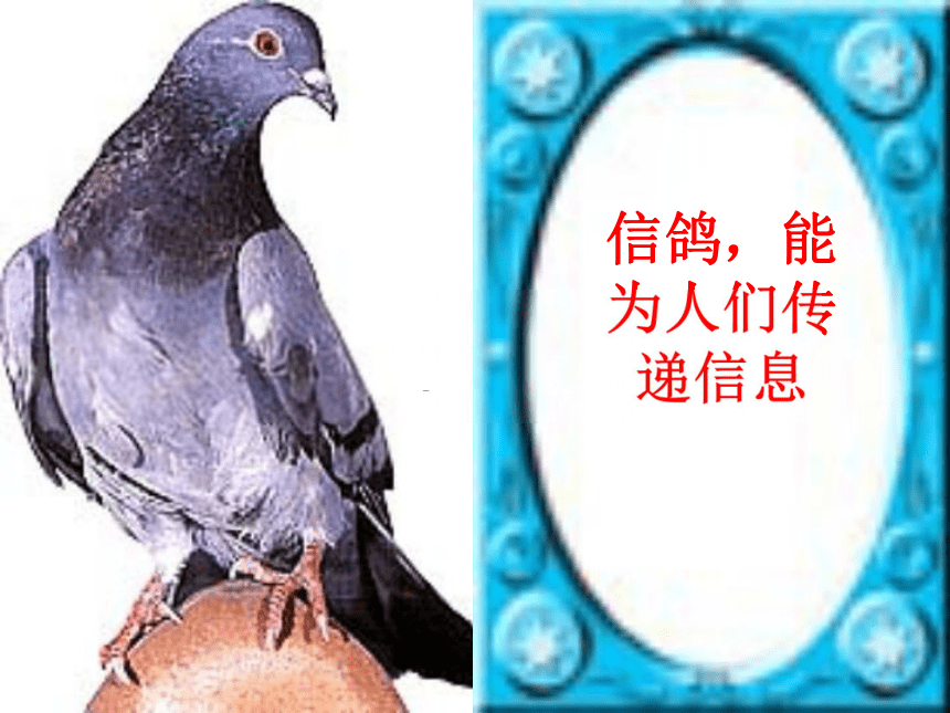 科学六年级上冀教版1.3鸟类动物的特征课件5