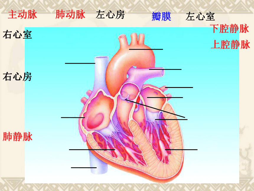 苏教版生物七下第十章第二节《血液循环》获奖课件（19张PPT）