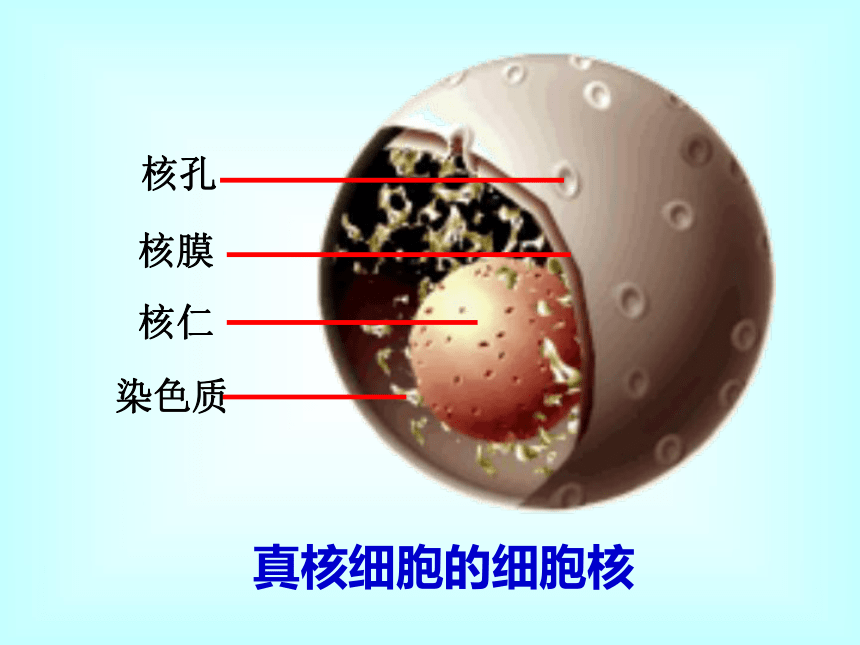 人教版高中生物必修一第一章第2节细胞的多样性和统一性   课件(46张)