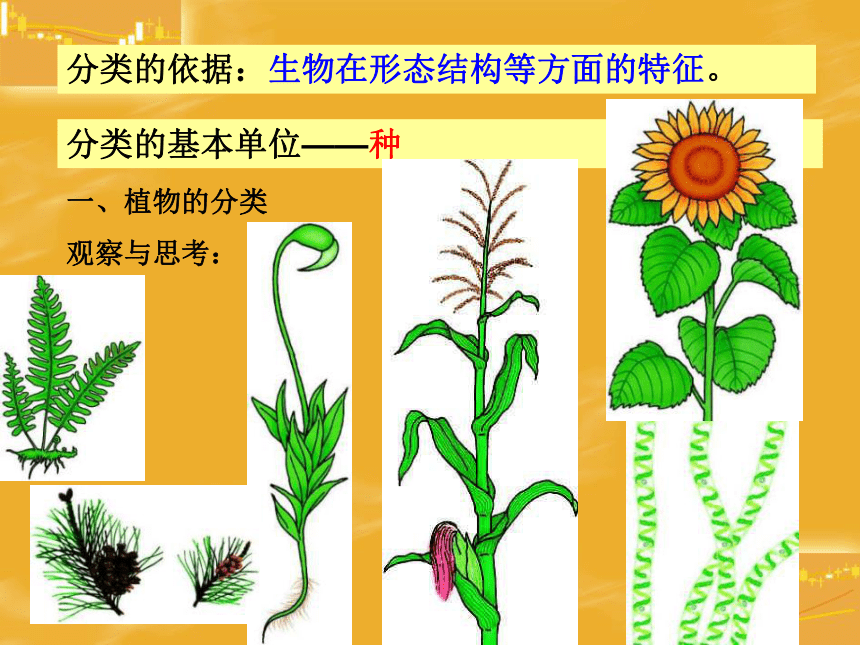 尝试对生物进行分类 课件22张PPT