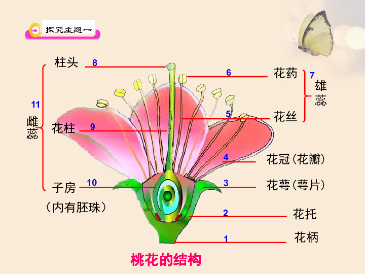 北师大版七年级上册生物  6.3 生殖器官的生长 课件  (19张PPT)