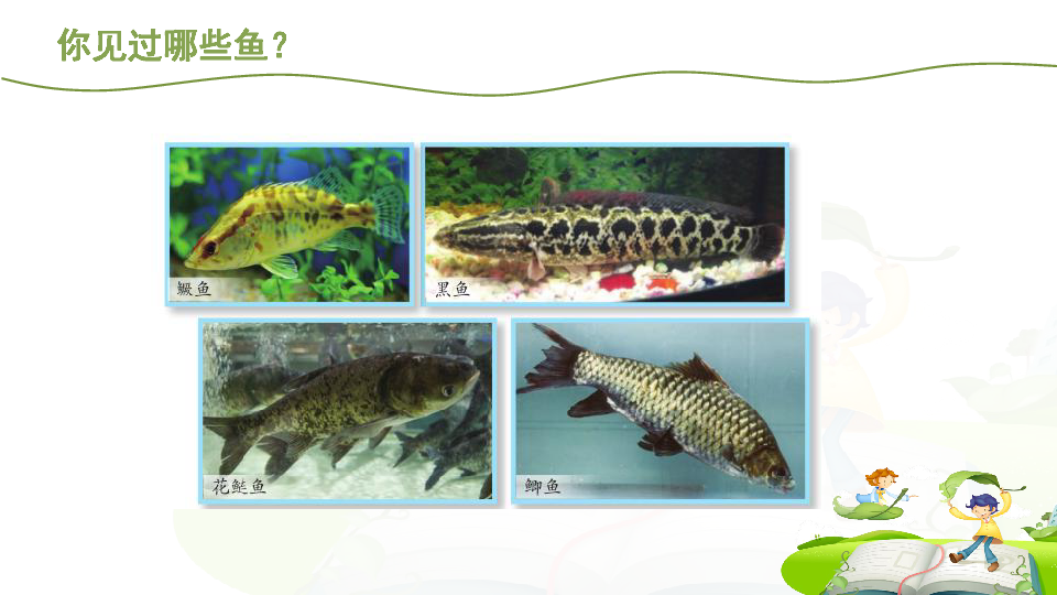 新苏教版科学四年级上册 1.2 鱼类 课件(共13张PPT)