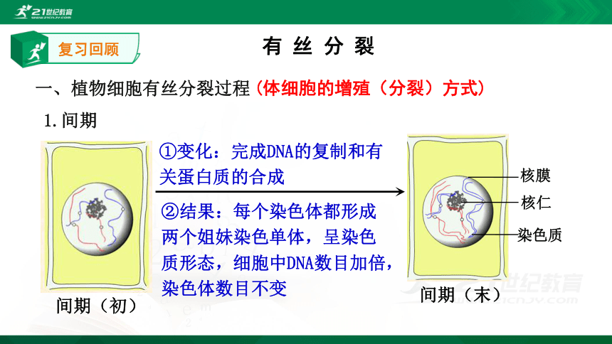 2.1 复习有丝分裂(共15张PPT）(人教版）