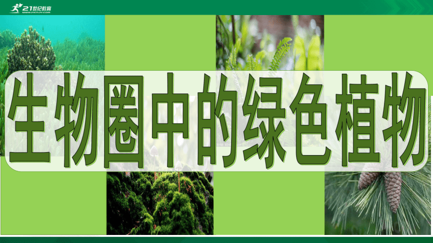 3.1.1 藻类、苔藓和蕨类植物（共49张PPT）