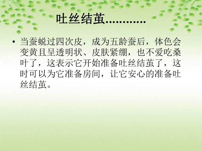 鄂教版科学三年级下册第二单元《8.蚕宝宝建新房》教学课件