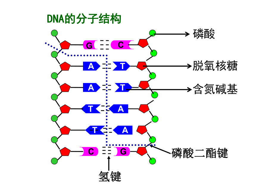 浙科版选修3第一章第一节工具酶的发现和基因工程的诞生