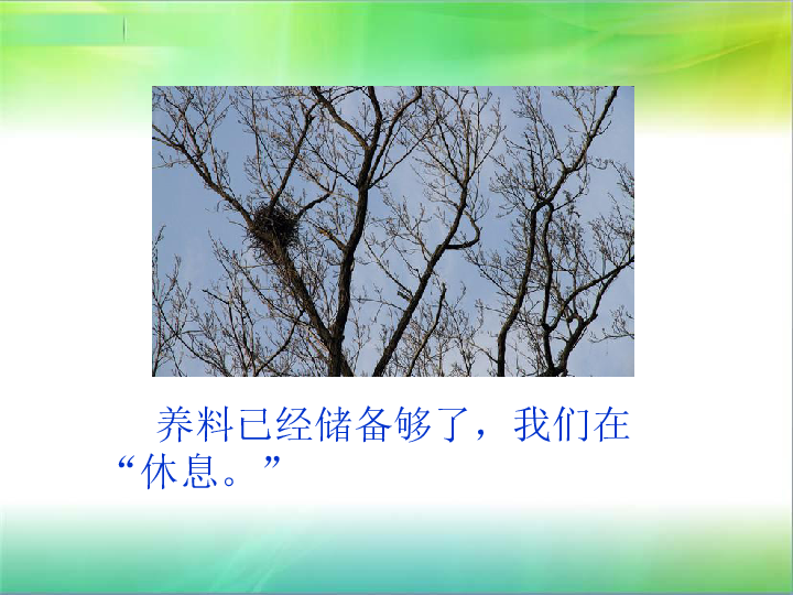 三年级上册科学课件-《生物过冬的本领搜集资料》课件2北京版(共13张PPT)