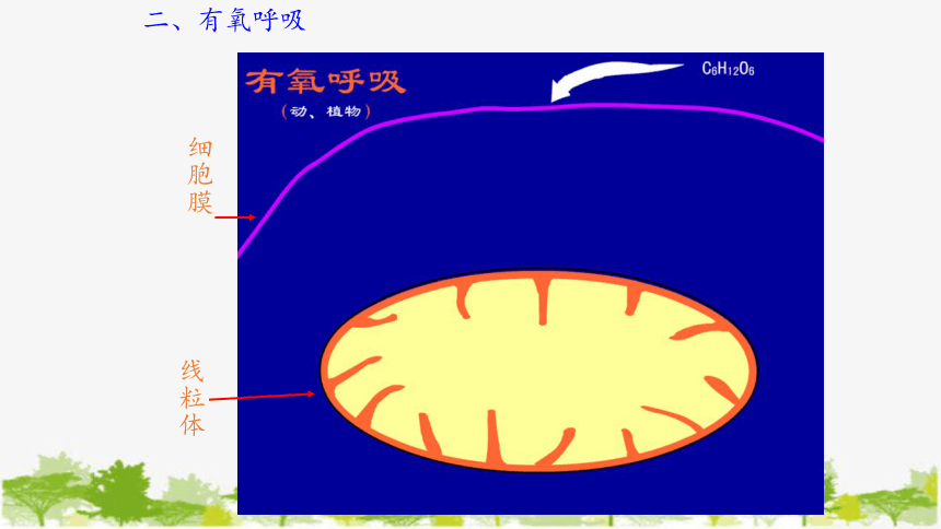 高中生物学人教版2019必修1第5章细胞呼吸的原理和应用课件共30张ppt