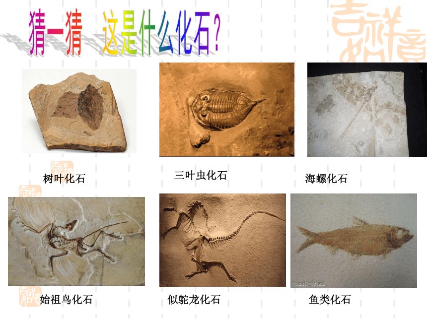 科学六年级上粤教版3.9进化中的生物课件（18张）