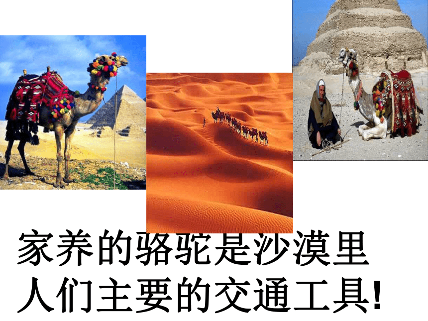 语文三年级上人教新课标4.16找骆驼课件