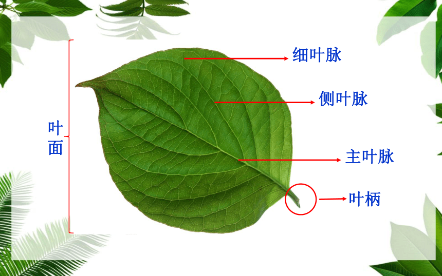 叶子的血管的图片大全图片