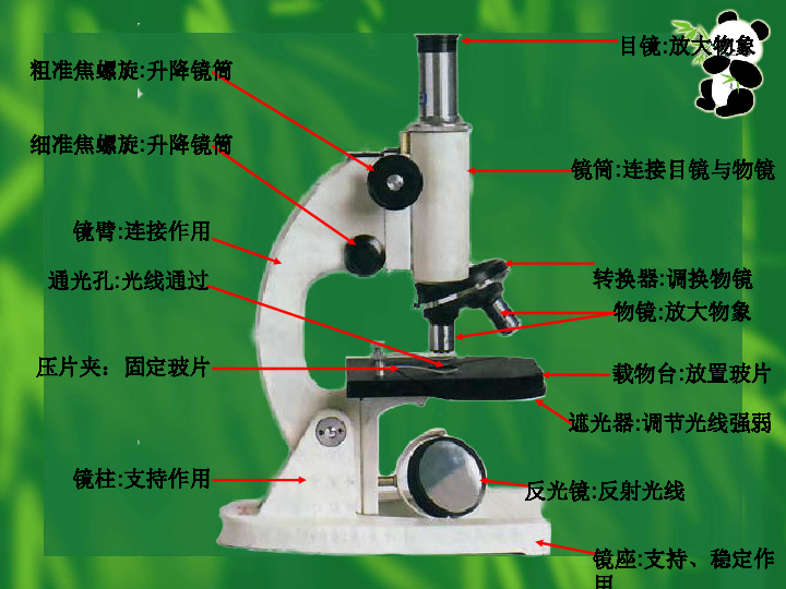 显微镜的部分名称图图片