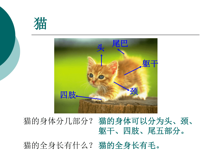 科学三年级下青岛版4.3猫和兔课件1