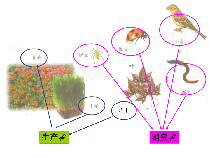 五年级上册科学课件-1.5 食物链和食物网 教科版 (共20张PPT)