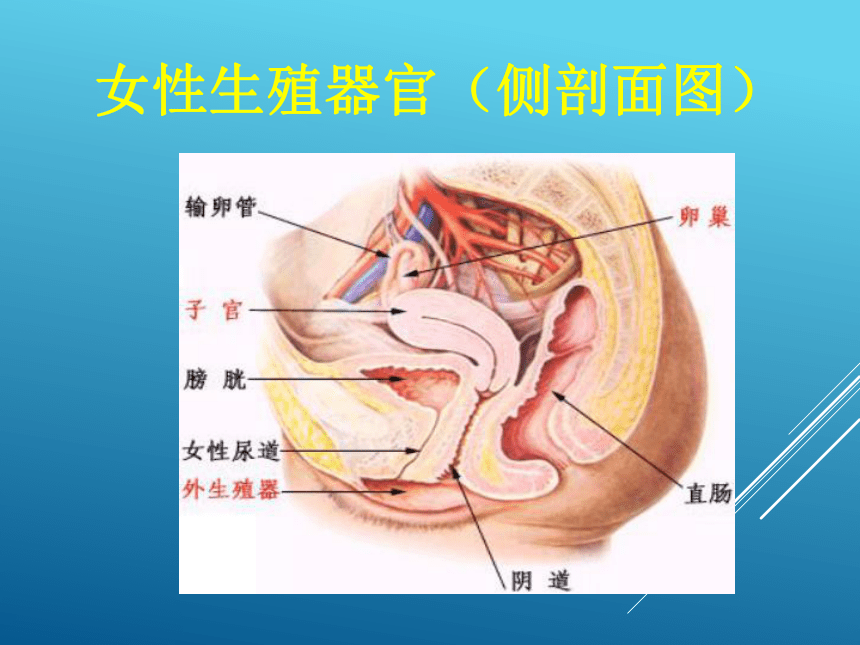 通用版六年级体育 青春期生理和心理健康知识 课件