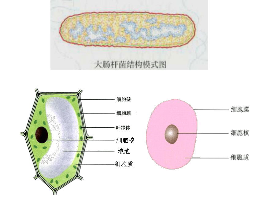 细胞的多样性和统一性(山东省荷泽地区菏泽市)