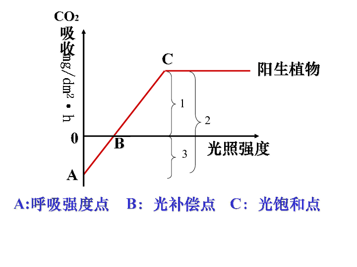 光合作用