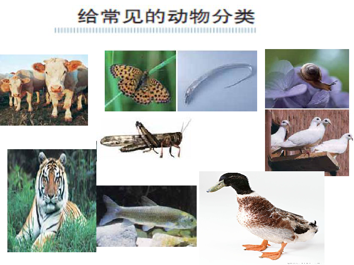 4种类繁多的动物 课件（19张PPT）