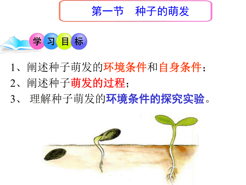 3.2.1种子的萌发课件(共20张PPT)2021-2022学年人教版生物七年级上册