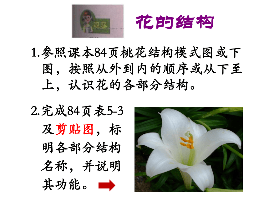植物的开花和结果(共22张PPT)