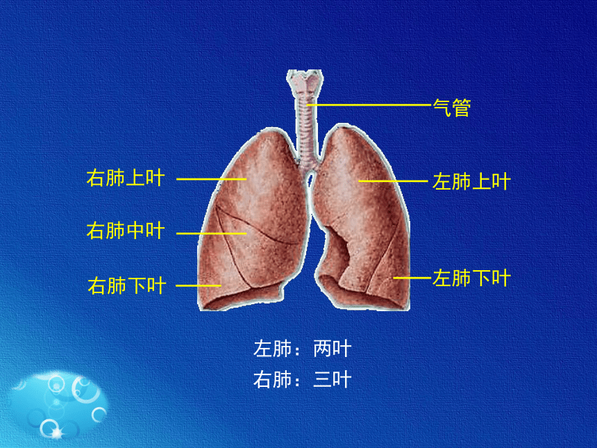 人教版七年级生物下册课件第三章第二节《发生在肺内的气体交换》课件(共22张PPT)