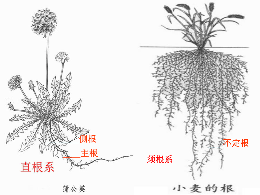 直根系简图图片