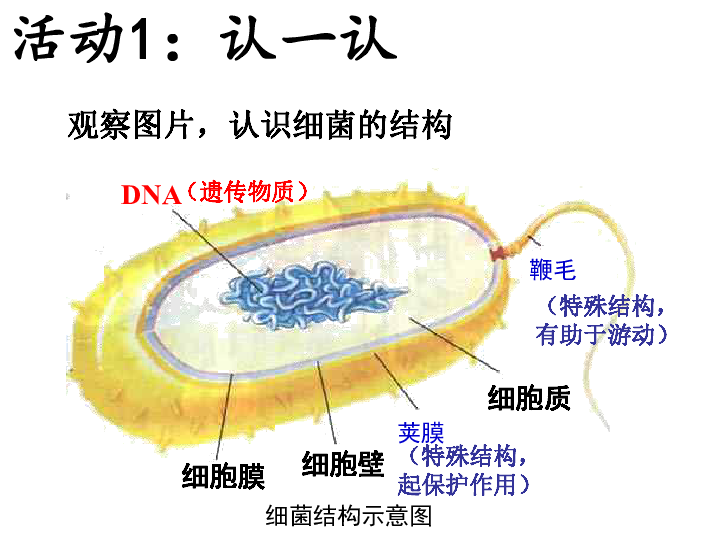 细菌结构质粒图片