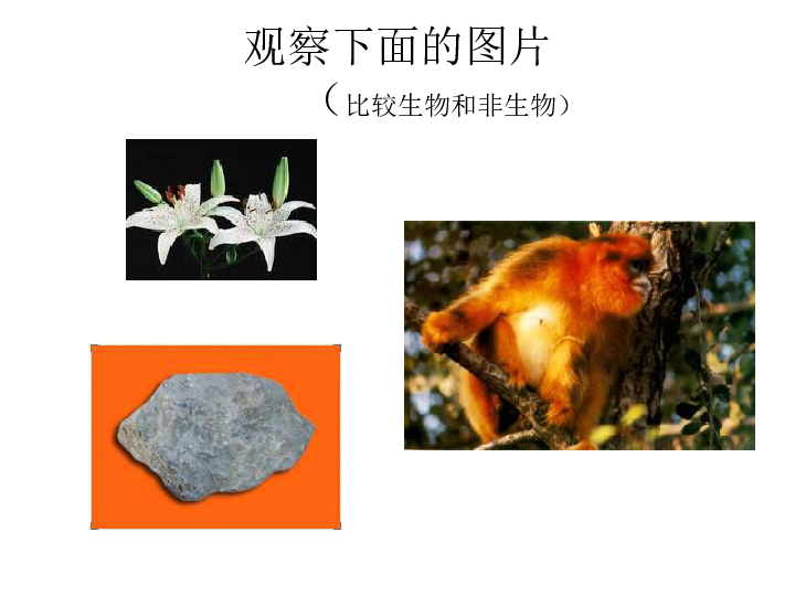 人教版七上第一章第一节生物的特征 课件 (共24张PPT)