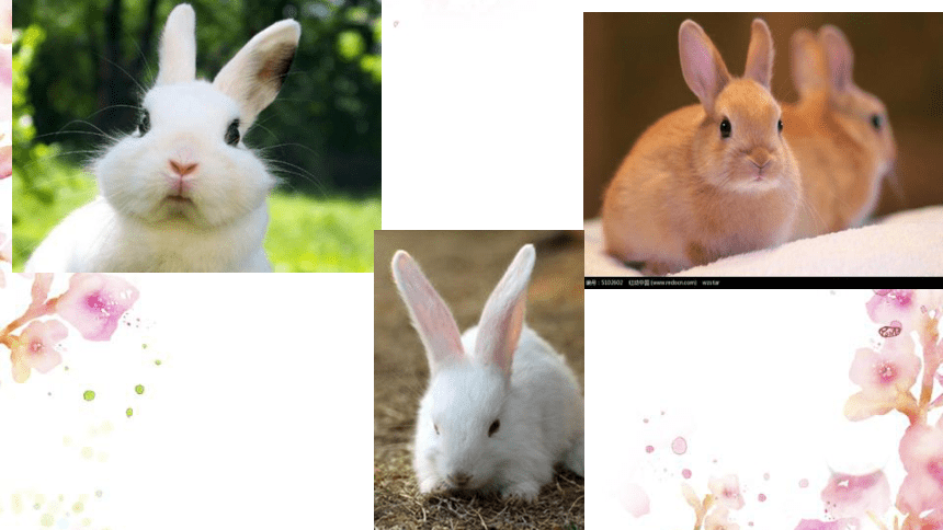 动物的耳朵（14PPT）