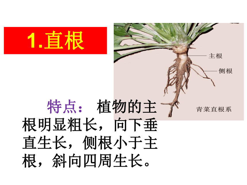 五年级上册科学课件-1.4 根和茎 冀教版  (共21张PPT)