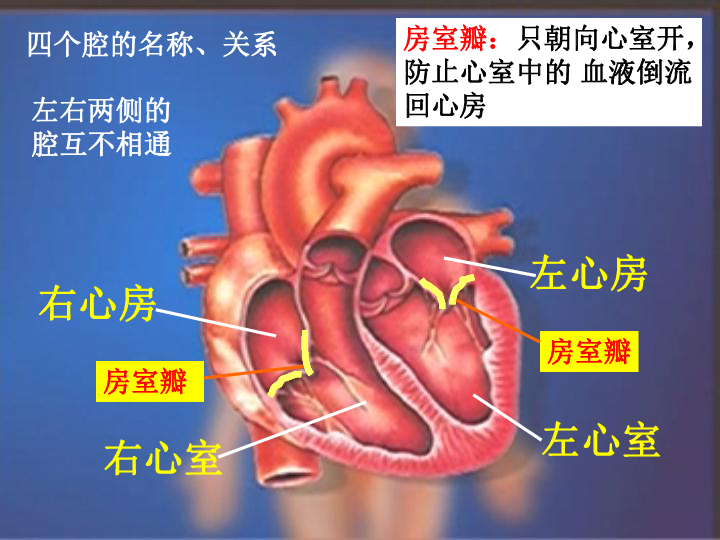 心脏腔室结构图图片