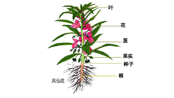 凤仙花的根结构图图片