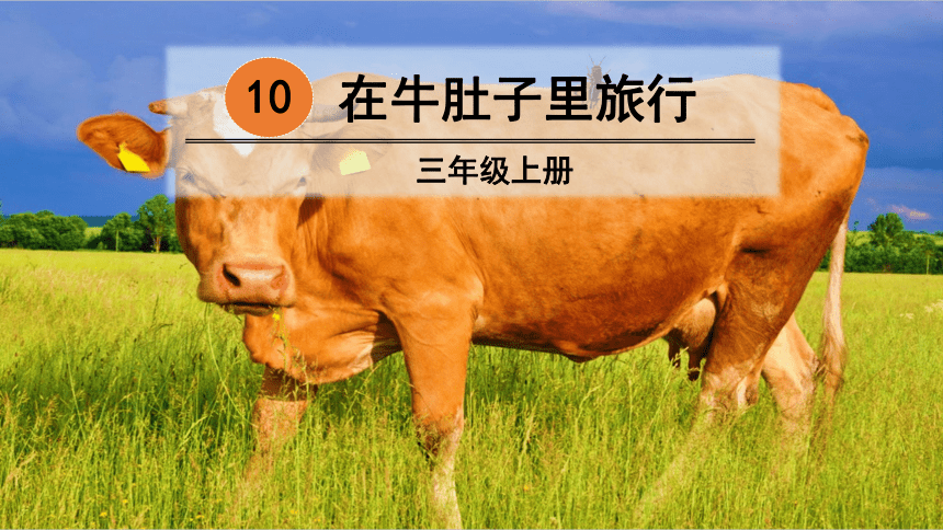 部编版小学语文三年级上册  10 在牛肚子里旅行  课件（31张PPT）