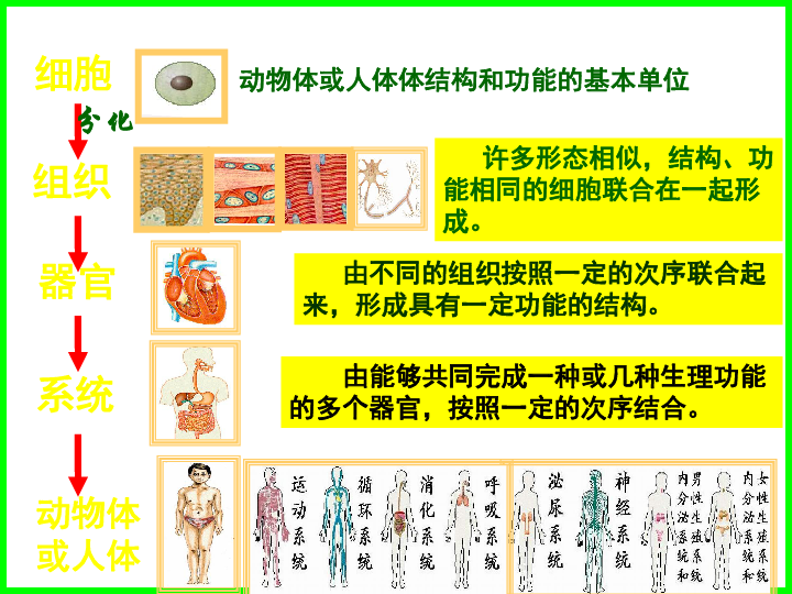 植物体的结构层次 课件（共24张PPT）