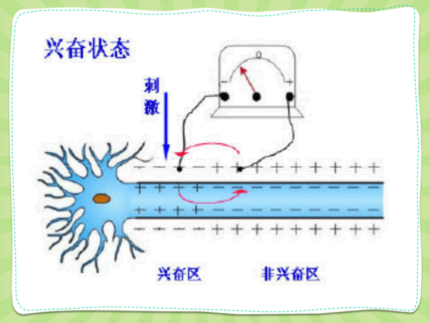 高中生物人教版必修3 第二章第1节通过神经系统的调节第2课时 课件（34PPT）