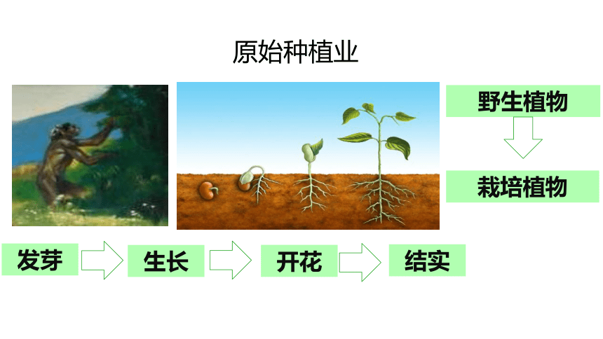 《原始农耕生活》课件(共57张PPT)