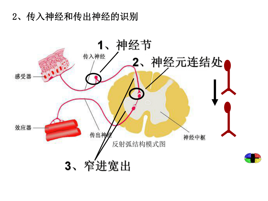 缩手反射三个神经元图片