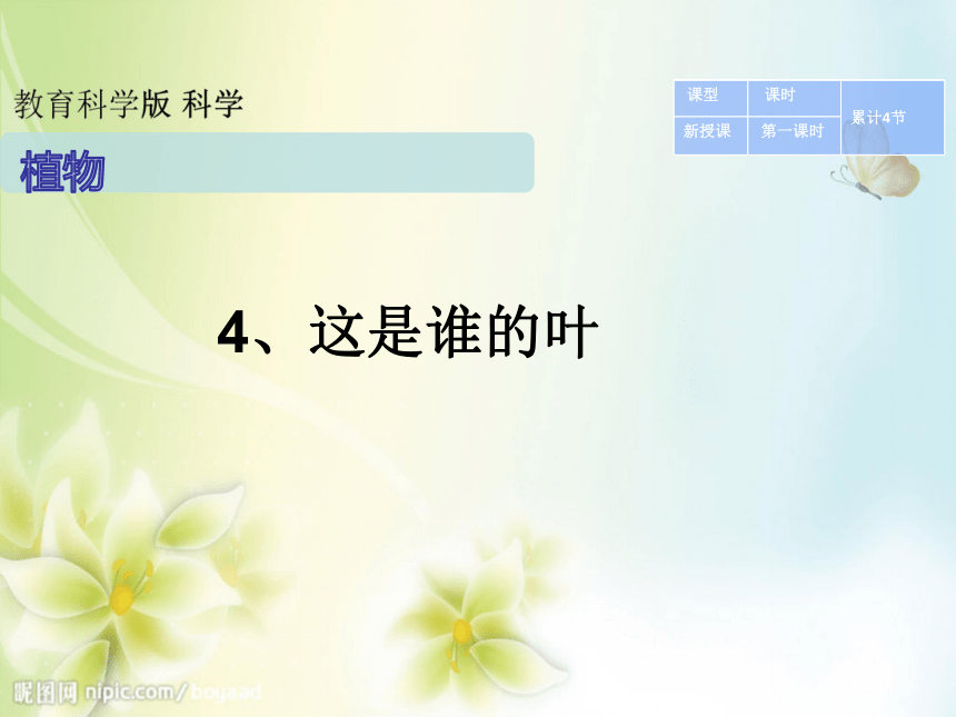 一.4、这是谁的叶    教案  （PPT）