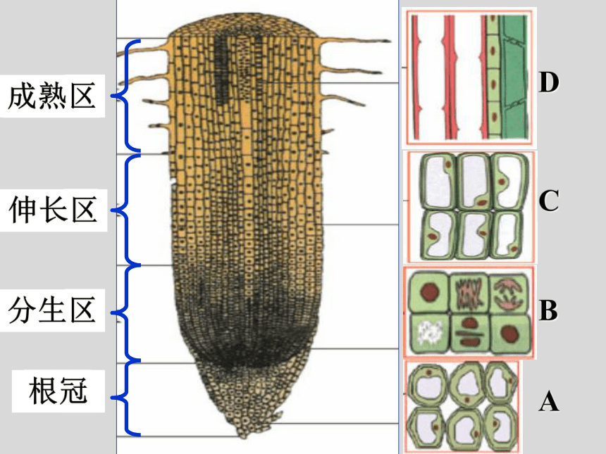 济南版 八年级上册 第五节 根的结构和功能 课件（共21张PPT）