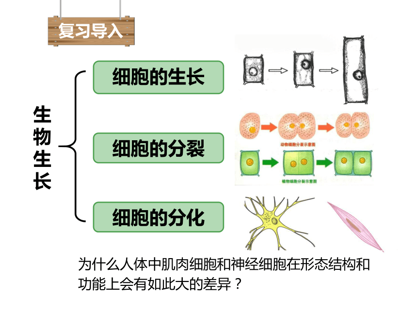 动植物体的结构层次图片