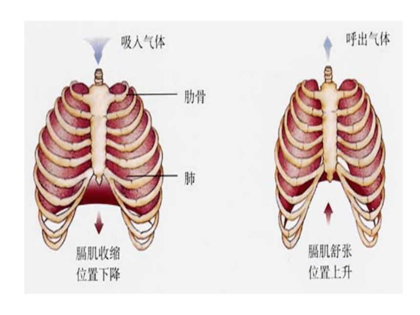 人教版生物七年级下册课件：第三章 第二节 发生在肺内的气体交换（共15张PPT）