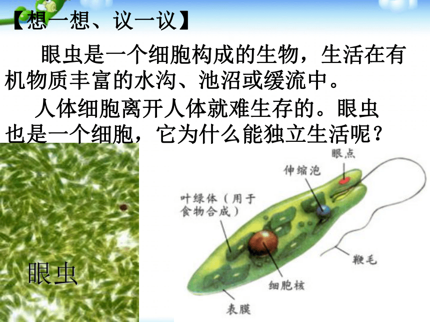 2.2.4单细胞生物  课件（31张PPT）