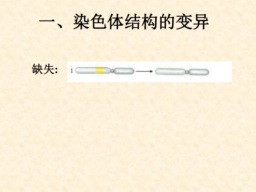 染色体变异[下学期]