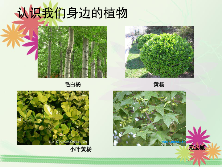 北京课标版生物七年级上册第一章第一节 认识我们身边的植物和动物 课件   ( 共30张PPT)